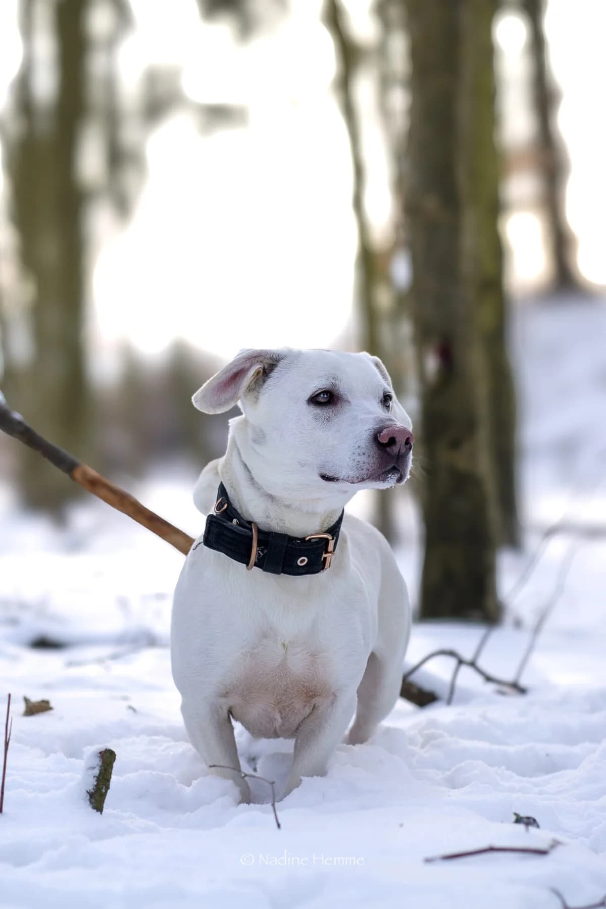 Mailo, male Mixed Breed for adoption at Tierheim Bergedorf, Hamburg