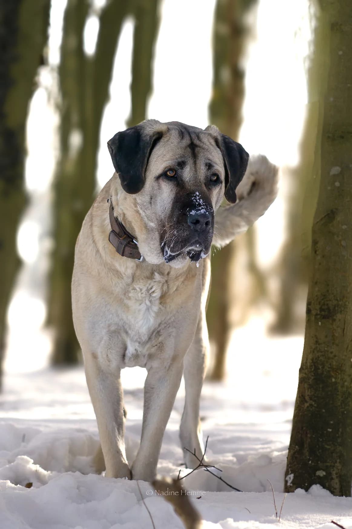Motte, female Kangal for adoption at Tierheim Bergedorf, Hamburg