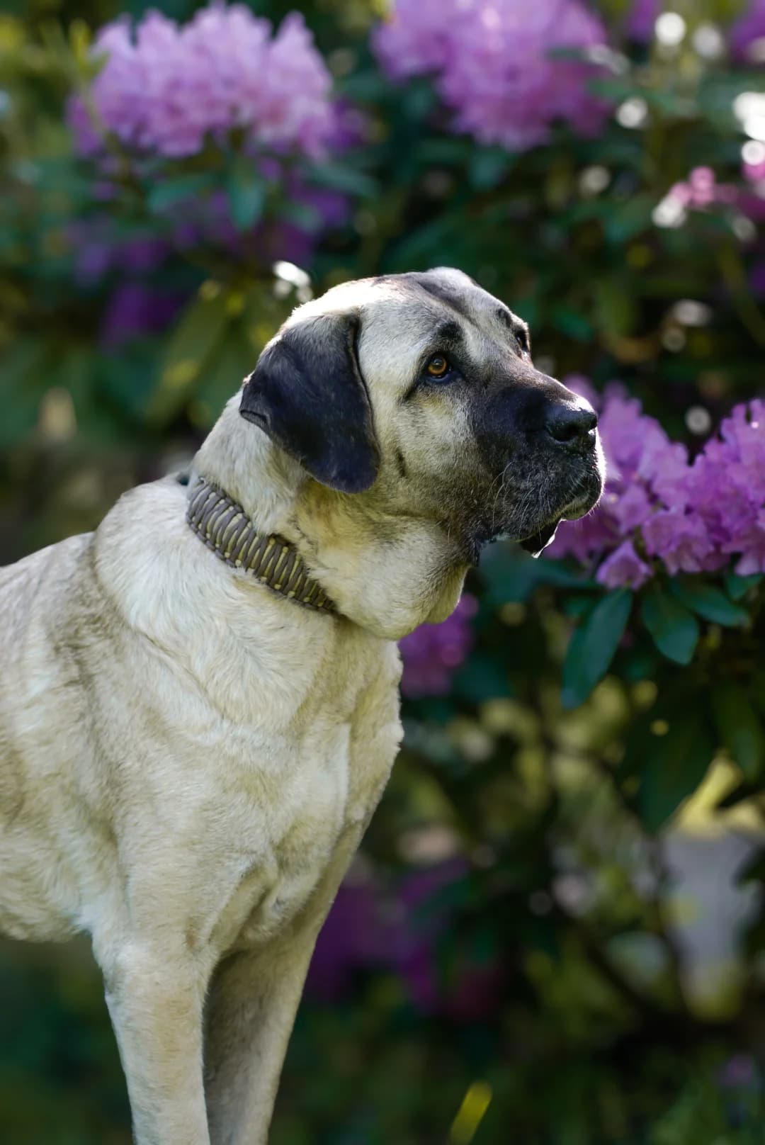 Motte, female Kangal for adoption at Tierheim Bergedorf, Hamburg