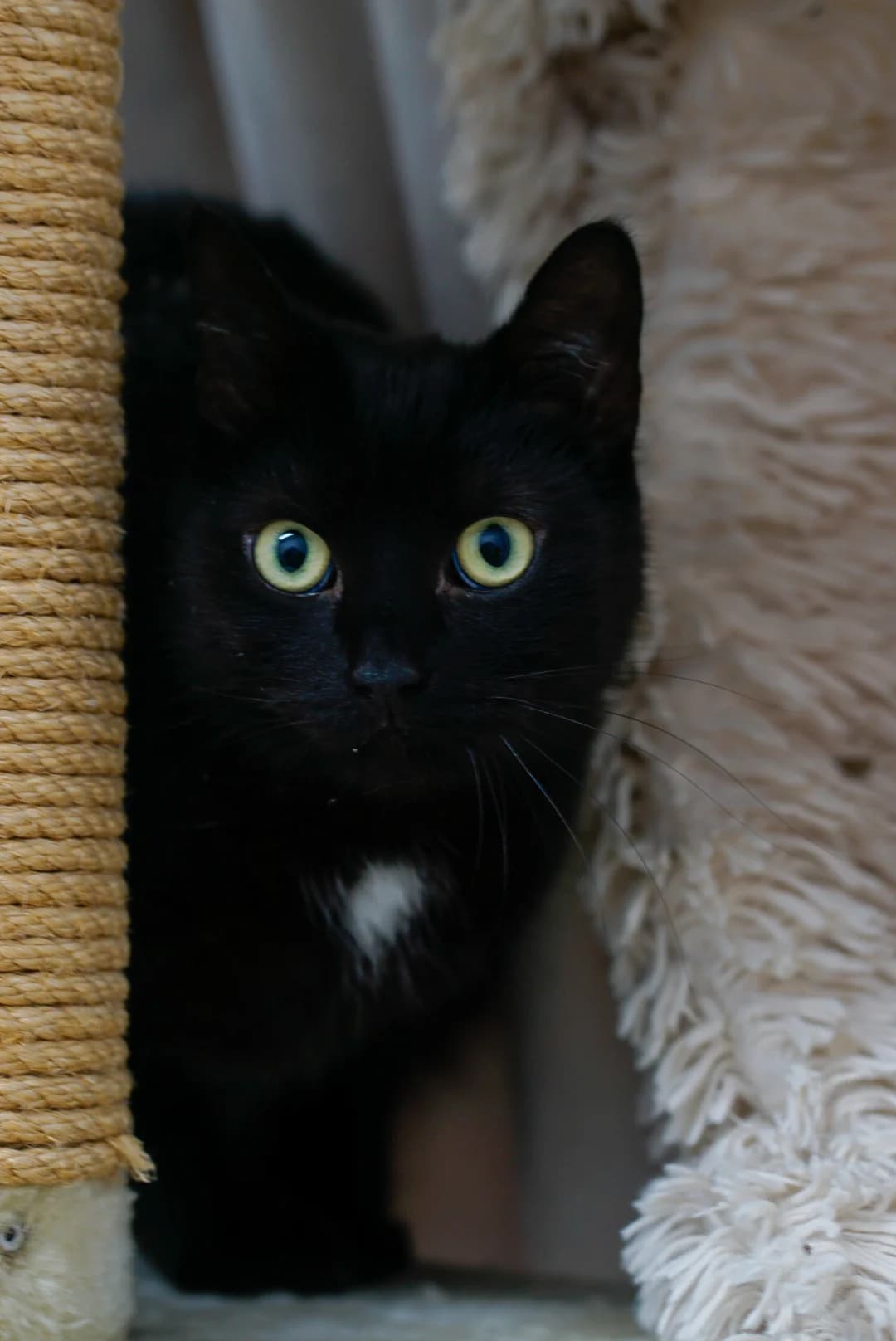 Noir, Mixed Breed for adoption at Tierheim Bergedorf, Hamburg