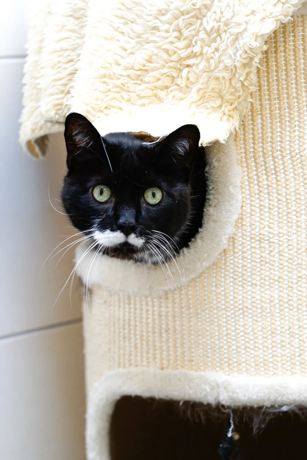 Reem, male Mixed Breed for adoption at Tierheim Bergedorf, Hamburg