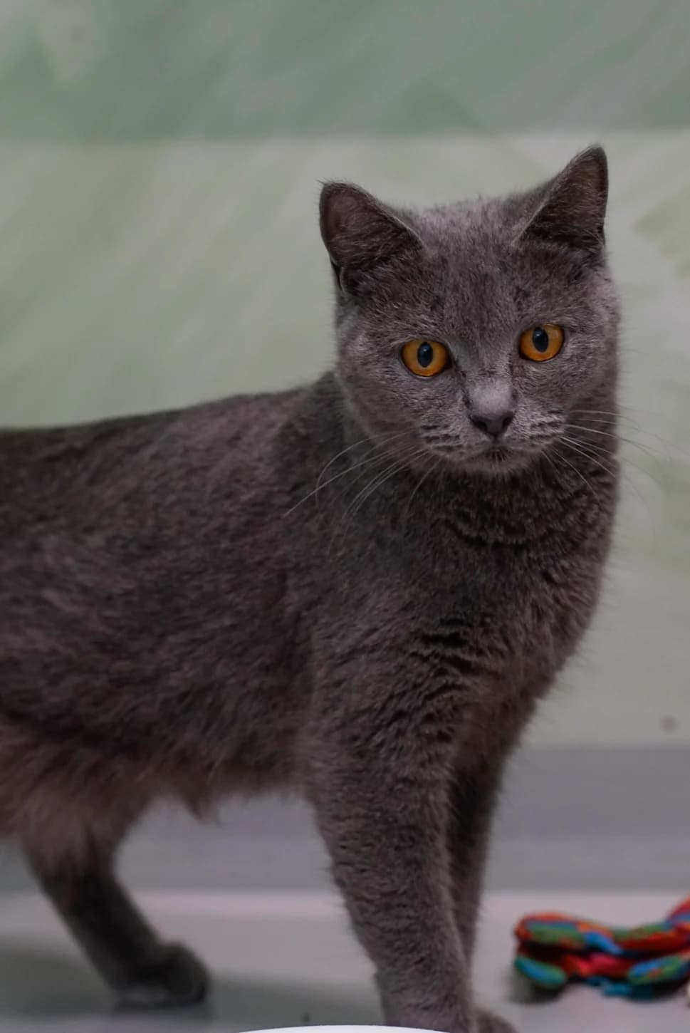 Spoon, male Mixed Breed for adoption at Tierheim Bergedorf, Hamburg