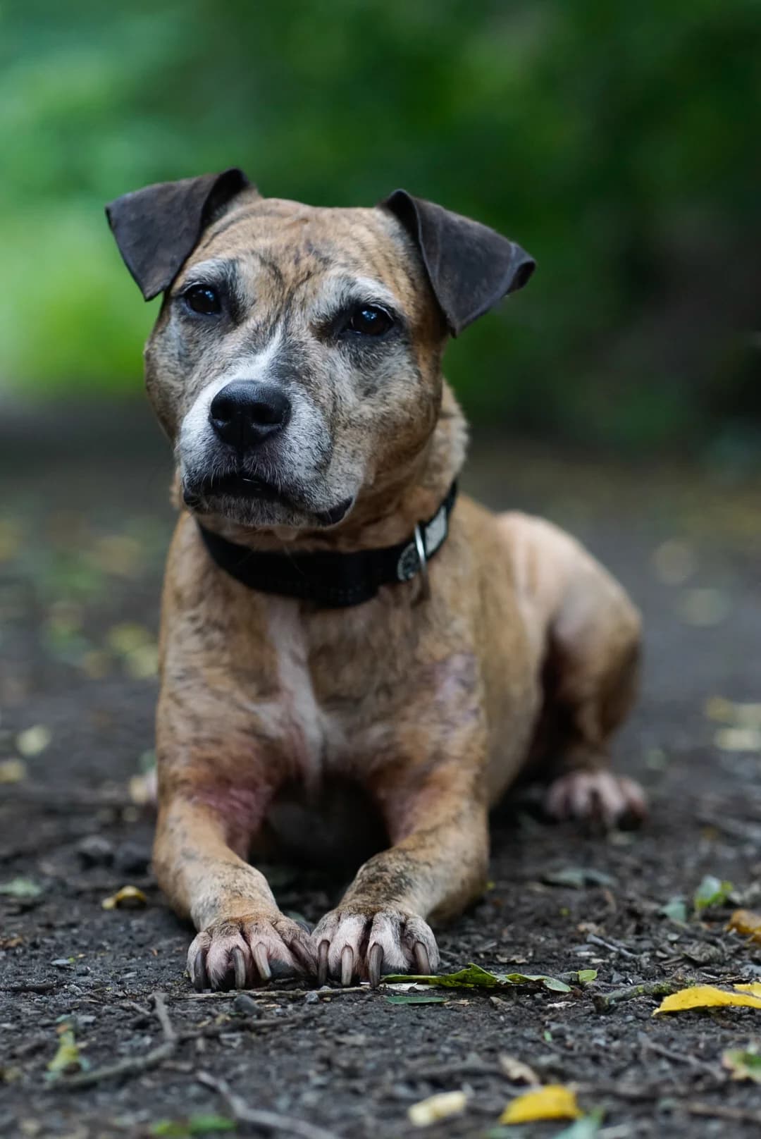 Susi, male Mixed Breed for adoption at Tierheim Bergedorf, Hamburg