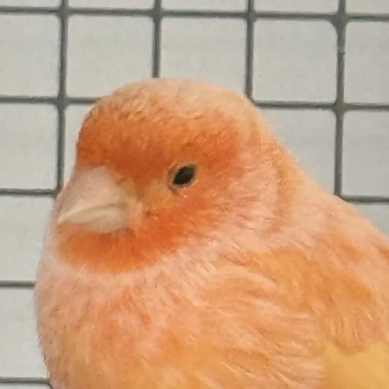 2 Kanaris, male mixed breed for adoption at Tierheim Bergheim, Bergheim