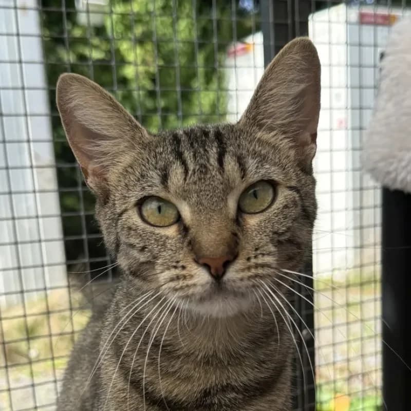 Alissa, female mixed breed for adoption at Tierheim Bergheim, Bergheim