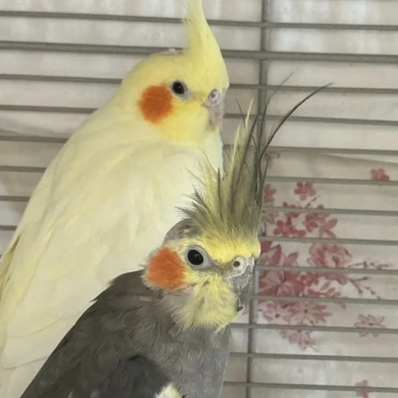 Carola und Fritz, male mixed breed for adoption at Tierheim Bergheim, Bergheim