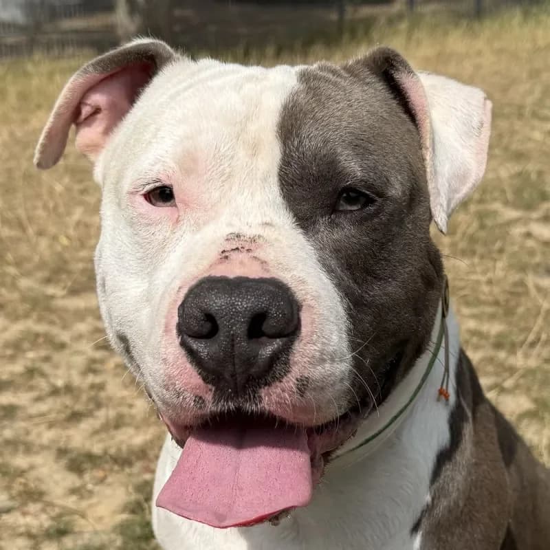 Chase, male 3yo Staffordshire Bull Terrier for adoption at Tierheim Bergheim, Bergheim