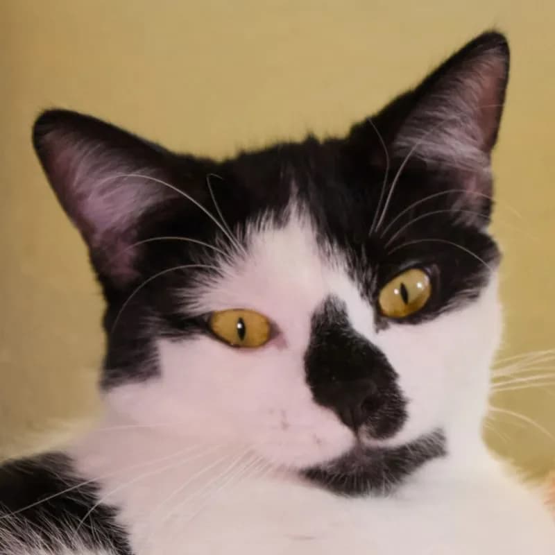 Christie-Noel, female mixed breed for adoption at Tierheim Bergheim, Bergheim