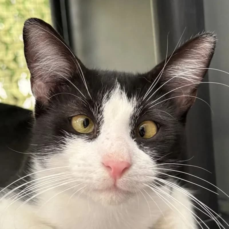 Elio, male mixed breed for adoption at Tierheim Bergheim, Bergheim