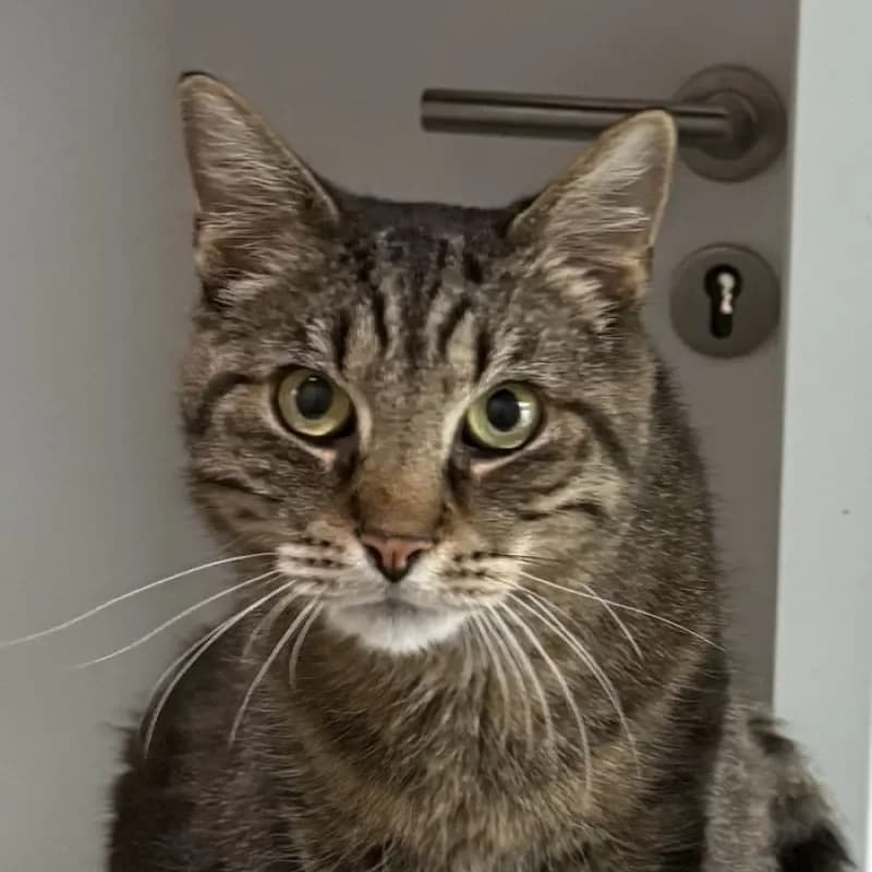 Henry, male senior mixed breed for adoption at Tierheim Bergheim, Bergheim