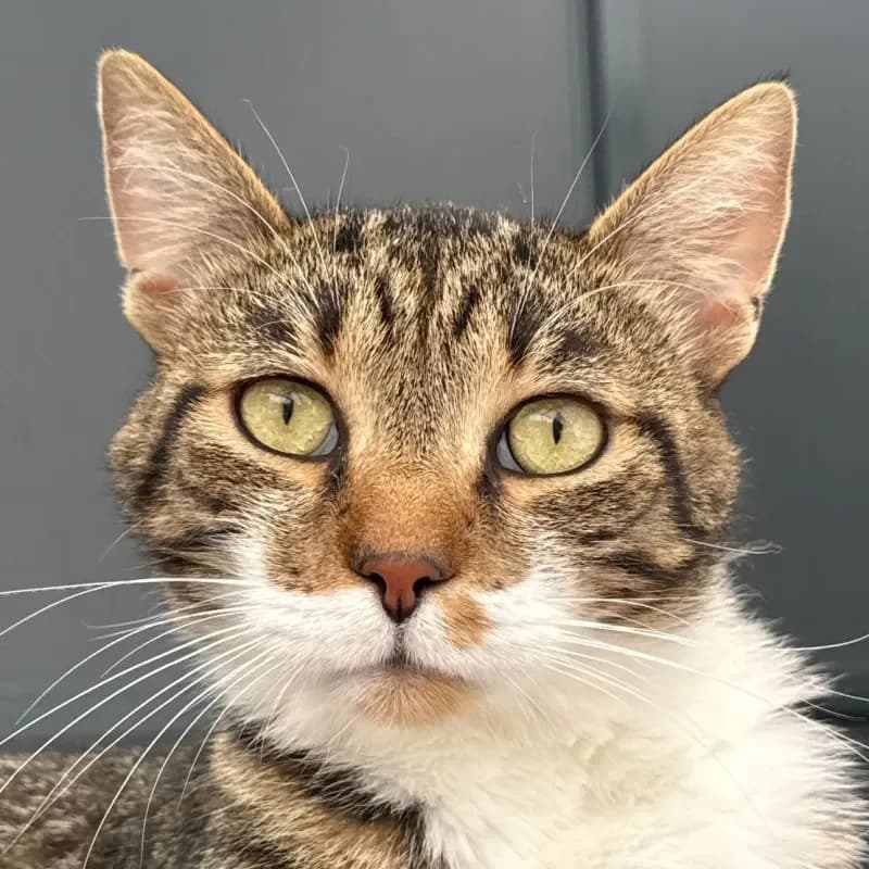 Alex, male young mixed breed for adoption at Tierheim Bergheim, Bergheim