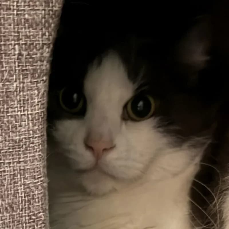 Herr Stella, male mixed breed for adoption at Tierheim Bergheim, Bergheim