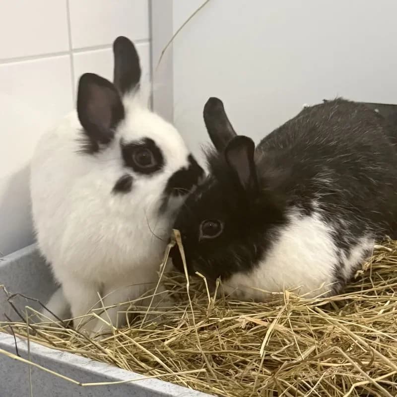 Jenny und Jelena (reserviert), female young mixed breed for adoption at Tierheim Bergheim, Bergheim