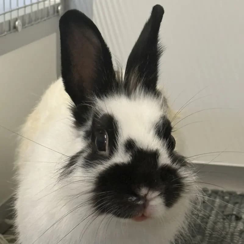 Junus, male young mixed breed for adoption at Tierheim Bergheim, Bergheim