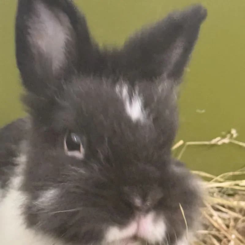 Justus (reserviert), male young mixed breed for adoption at Tierheim Bergheim, Bergheim