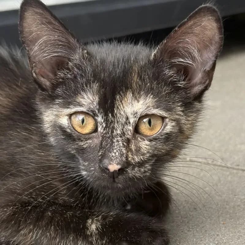 Karina, female mixed breed for adoption at Tierheim Bergheim, Bergheim
