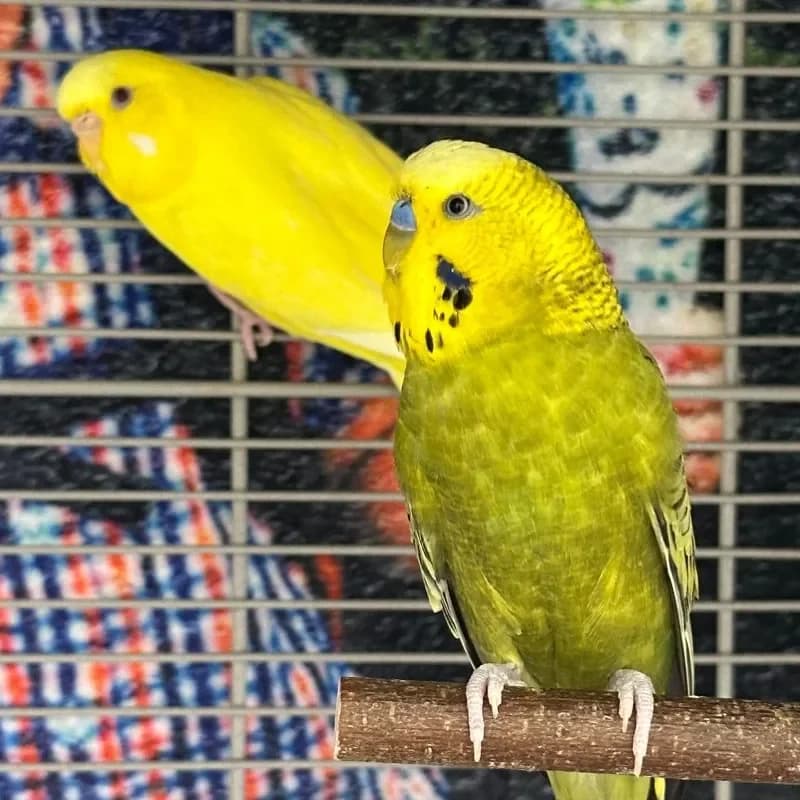 Klaus und Emma, male senior mixed breed for adoption at Tierheim Bergheim, Bergheim