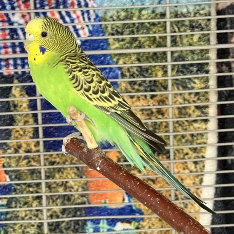 Henry und Nils, male mixed breed for adoption at Tierheim Bergheim, Bergheim