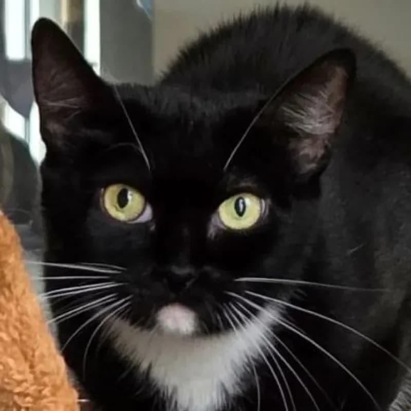 Lucia, female 3yo mixed breed for adoption at Tierheim Bergheim, Bergheim