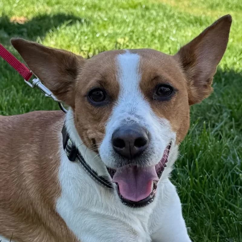 Luna, female Jack Russell Terrier for adoption at Tierheim Bergheim, Bergheim