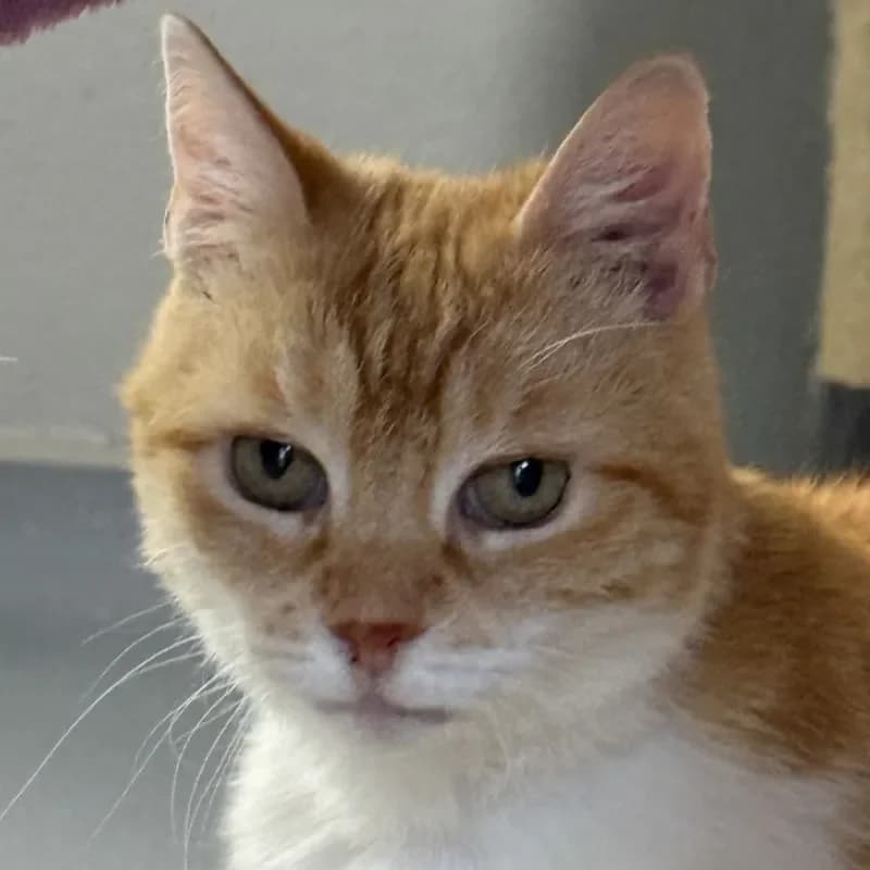 Maddy, female senior mixed breed for adoption at Tierheim Bergheim, Bergheim