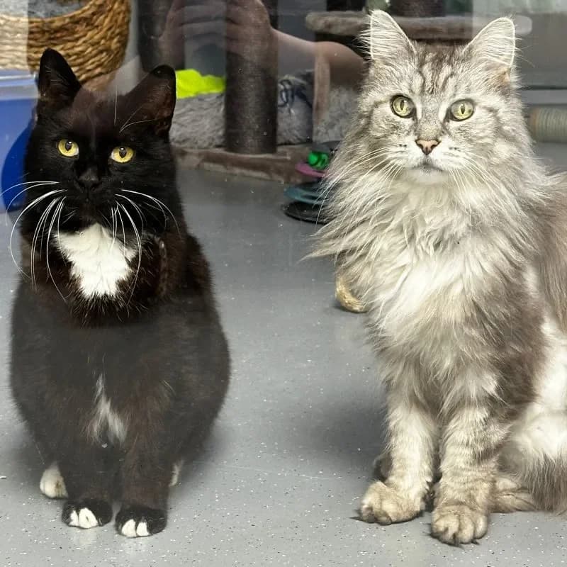 Man und Punsch, male senior European Shorthair for adoption at Tierheim Bergheim, Bergheim
