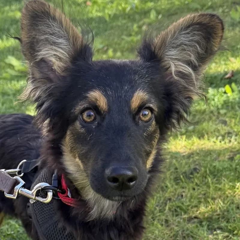 Milan, male puppy Mixed Breed for adoption at Tierheim Bergheim, Bergheim