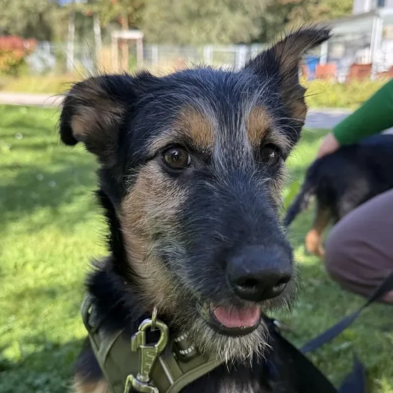 Milli, female puppy Mixed Breed for adoption at Tierheim Bergheim, Bergheim