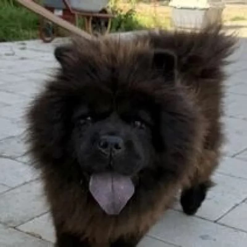 Molly, female Chow Chow for adoption at Tierheim Bergheim, Bergheim