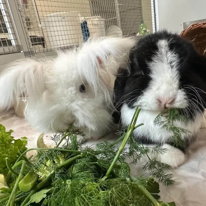 Mukit und Fridolin, male mixed breed for adoption at Tierheim Bergheim, Bergheim