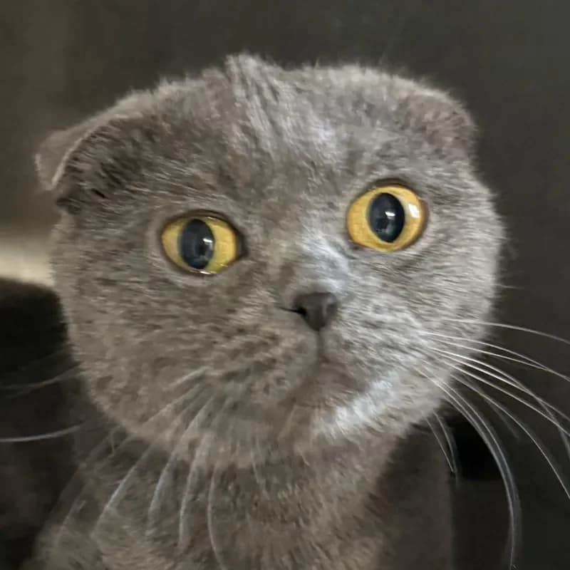 nala, female young Scottish Fold for adoption at Tierheim Bergheim, Bergheim