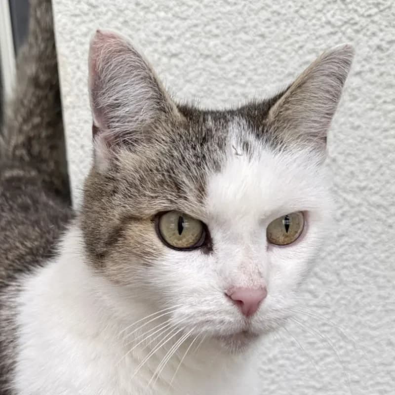 Netti, male mixed breed for adoption at Tierheim Bergheim, Bergheim