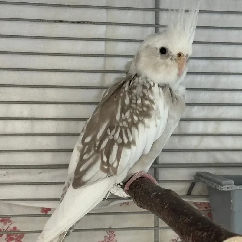 Nymphensittich, male mixed breed for adoption at Tierheim Bergheim, Bergheim
