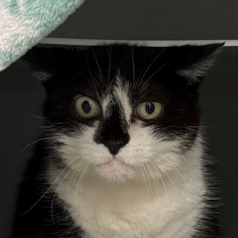 Radieschen (reserviert), female senior mixed breed for adoption at Tierheim Bergheim, Bergheim