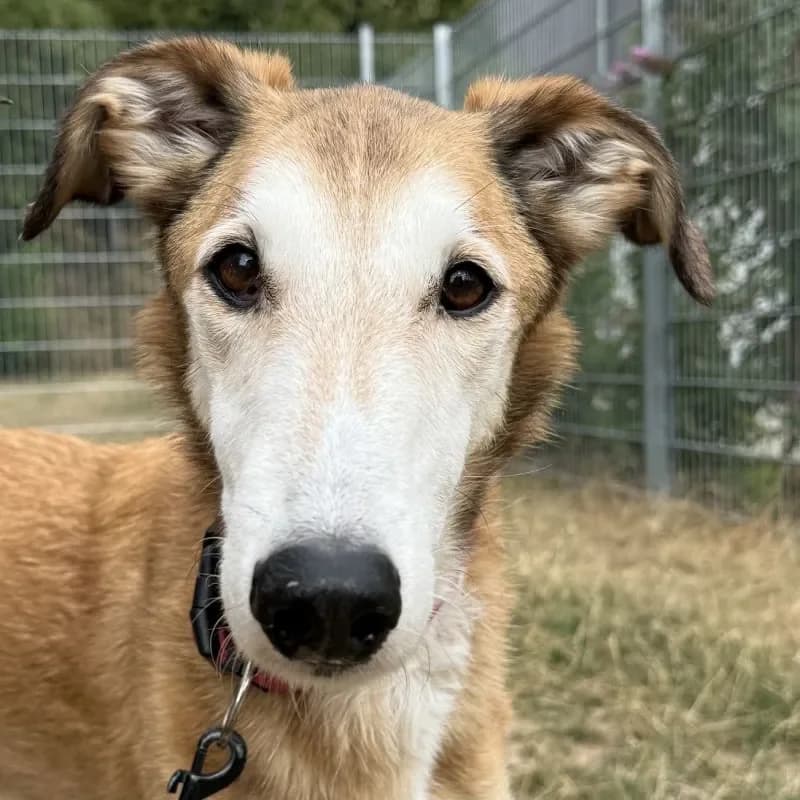 Sanza, female senior mixed breed for adoption at Tierheim Bergheim, Bergheim