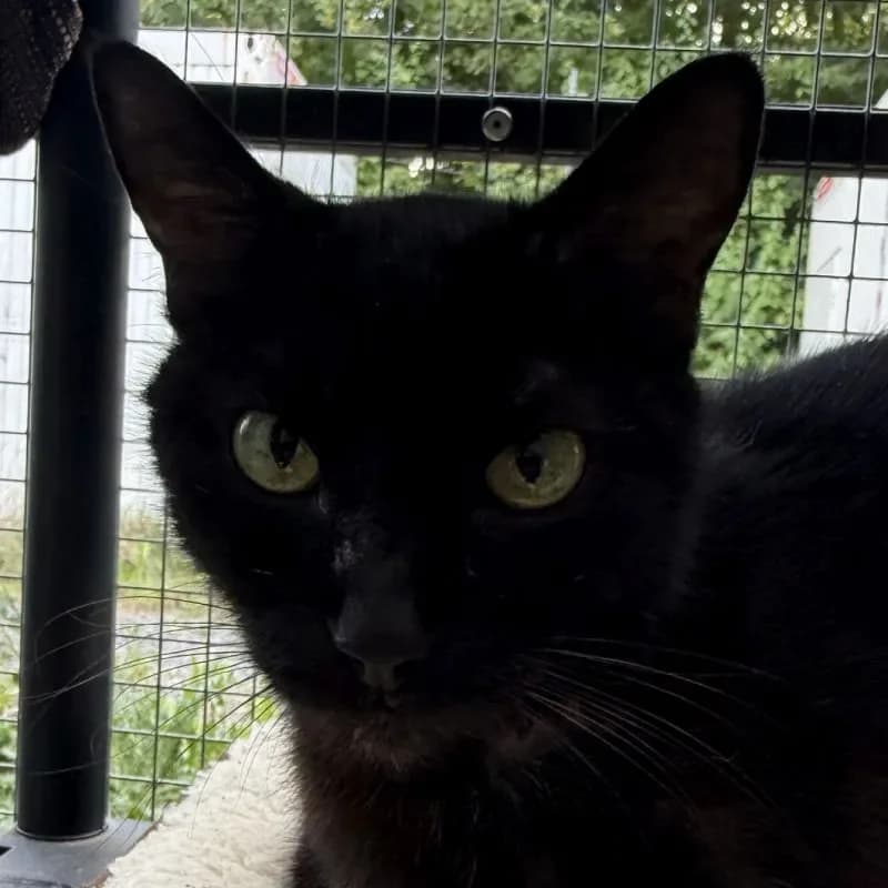Sissy, female 6yo mixed breed for adoption at Tierheim Bergheim, Bergheim