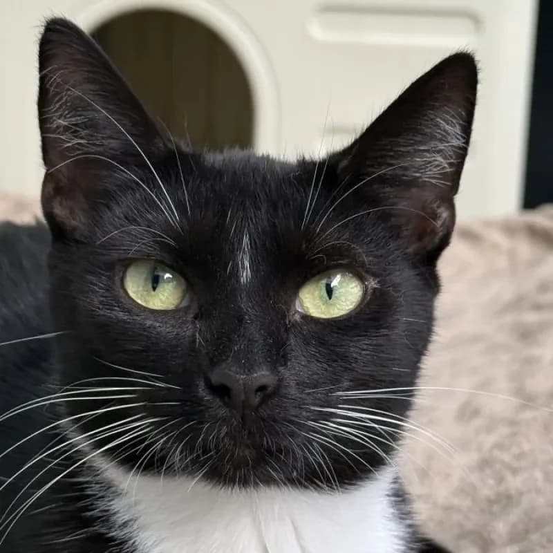 Sunny, female mixed breed for adoption at Tierheim Bergheim, Bergheim