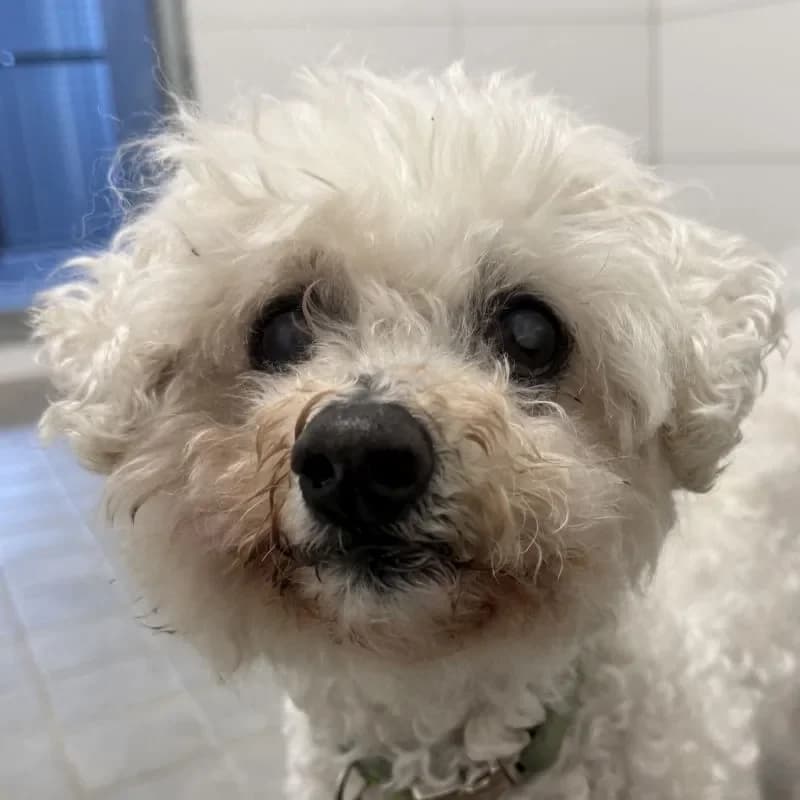 Tati, male senior Bichon Frisé for adoption at Tierheim Bergheim, Bergheim