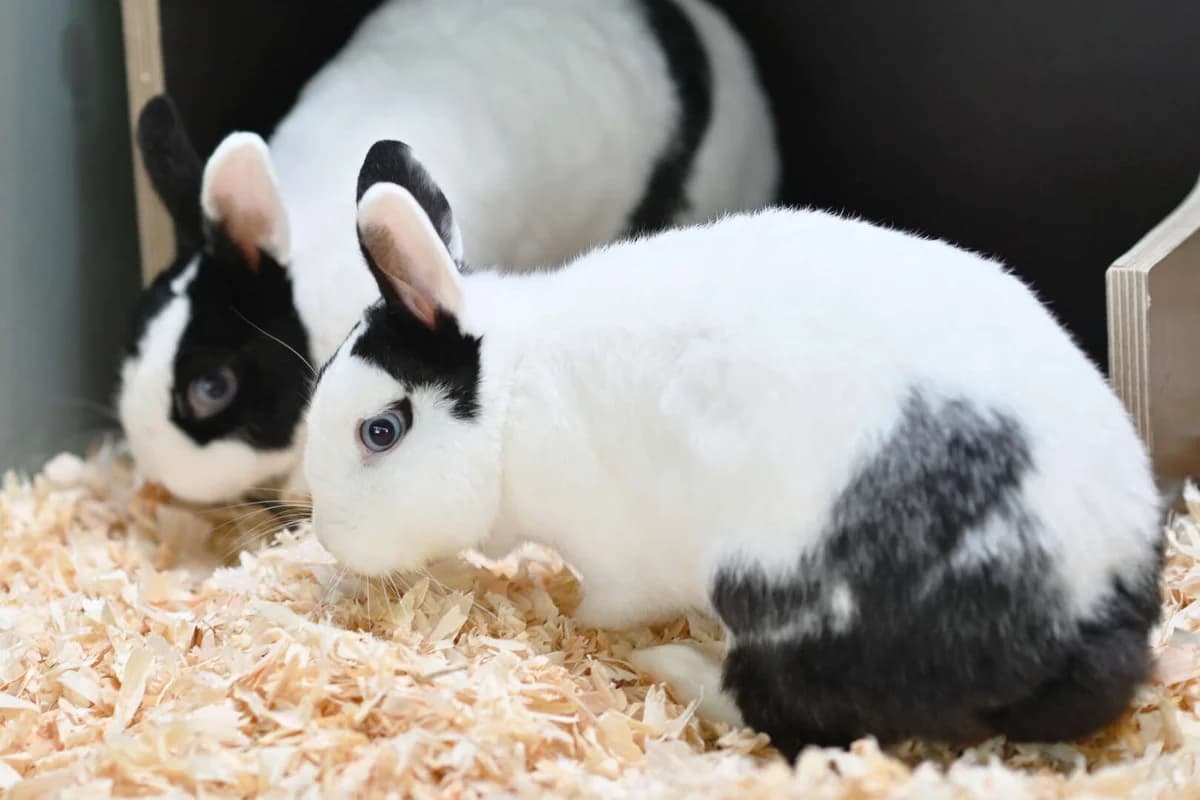 A-ha &, female 4yo mixed breed for adoption at Tierheim Berlin, Berlin