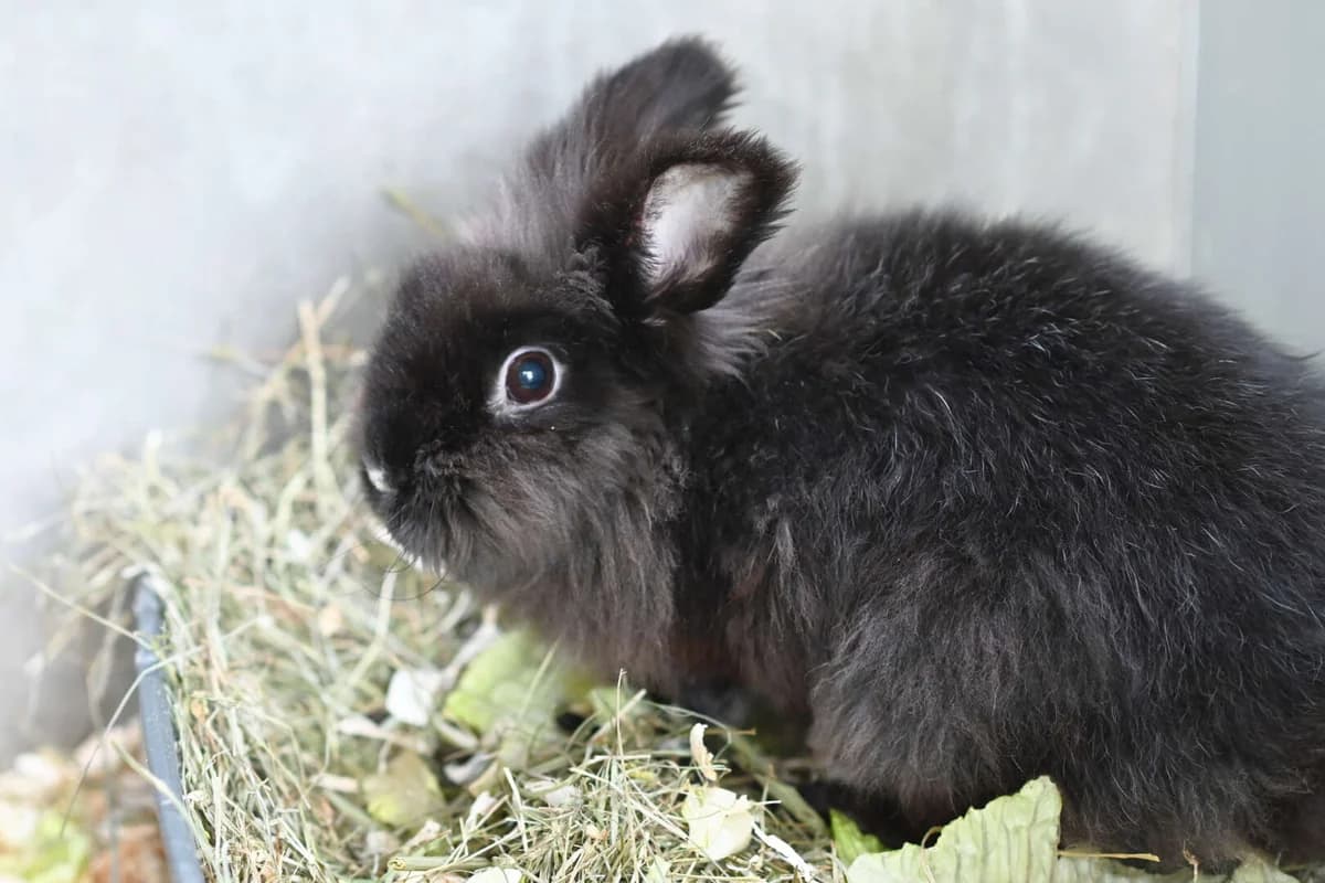 Arabella, female 4yo mixed breed for adoption at Tierheim Berlin, Berlin