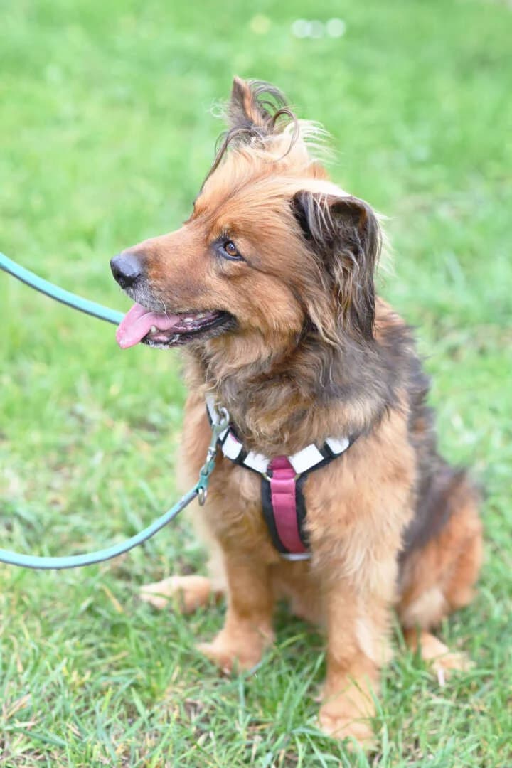 Balou, male 7yo mixed breed for adoption at Tierheim Berlin, Berlin