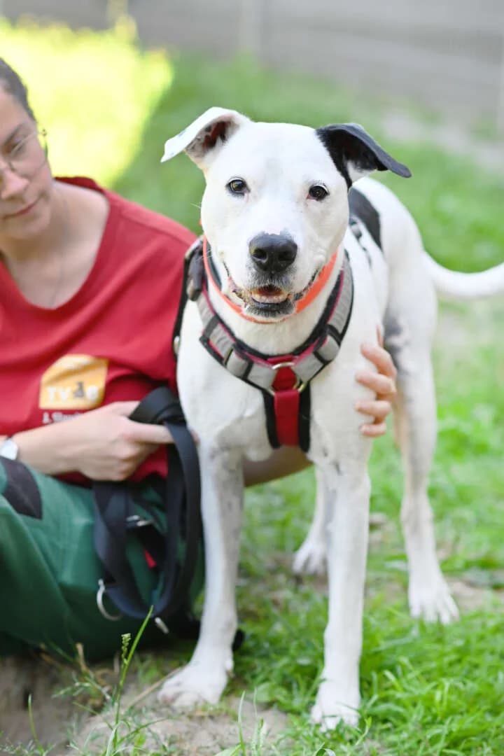 Bob, male senior Staffordshire Bull Terrier for adoption at Tierheim Berlin, Berlin