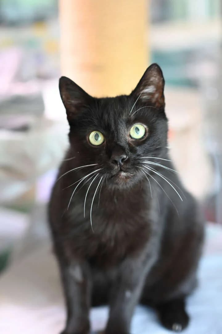 Bruce, male senior European Shorthair for adoption at Tierheim Berlin, Berlin