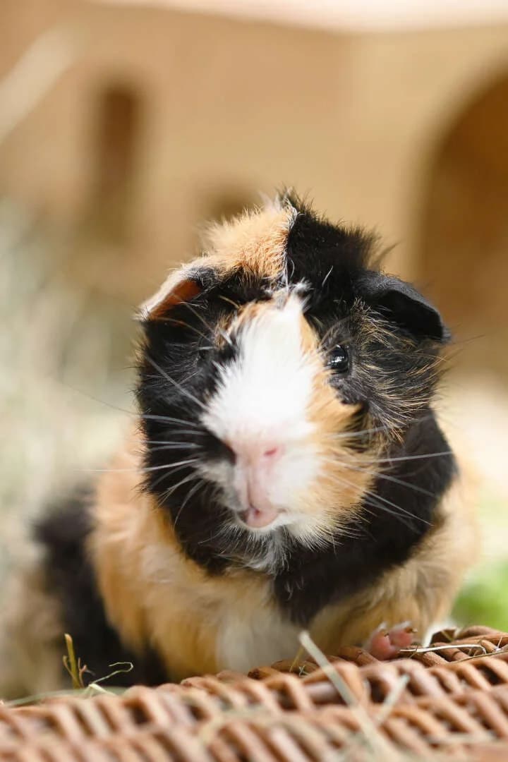 Cabrio &, male 4yo mixed breed for adoption at Tierheim Berlin, Berlin