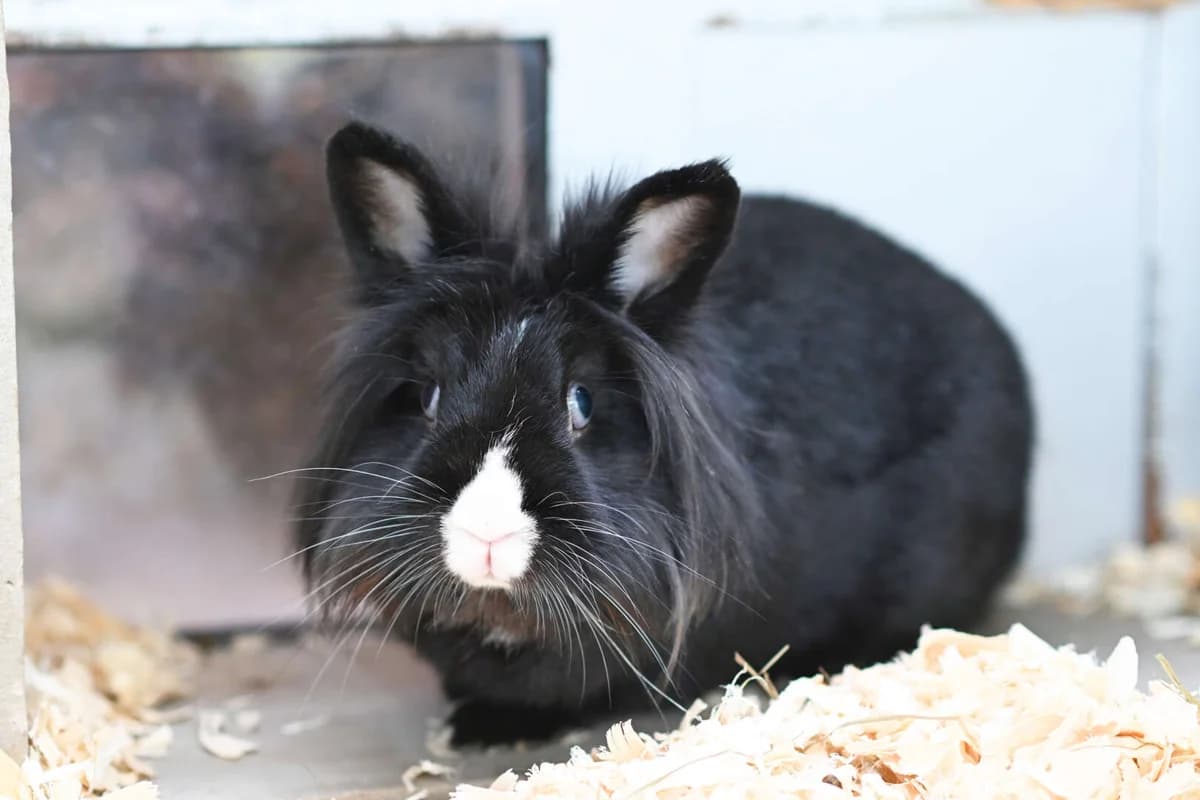 Camilla, female 3yo mixed breed for adoption at Tierheim Berlin, Berlin