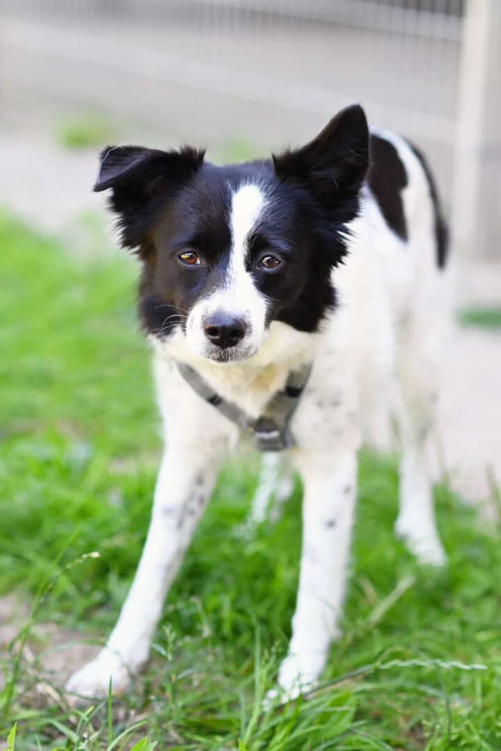 Cecile, female young Border Collie for adoption at Tierheim Berlin, Berlin