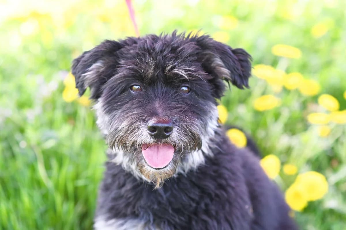 Charly, male 6yo mixed breed for adoption at Tierheim Berlin, Berlin