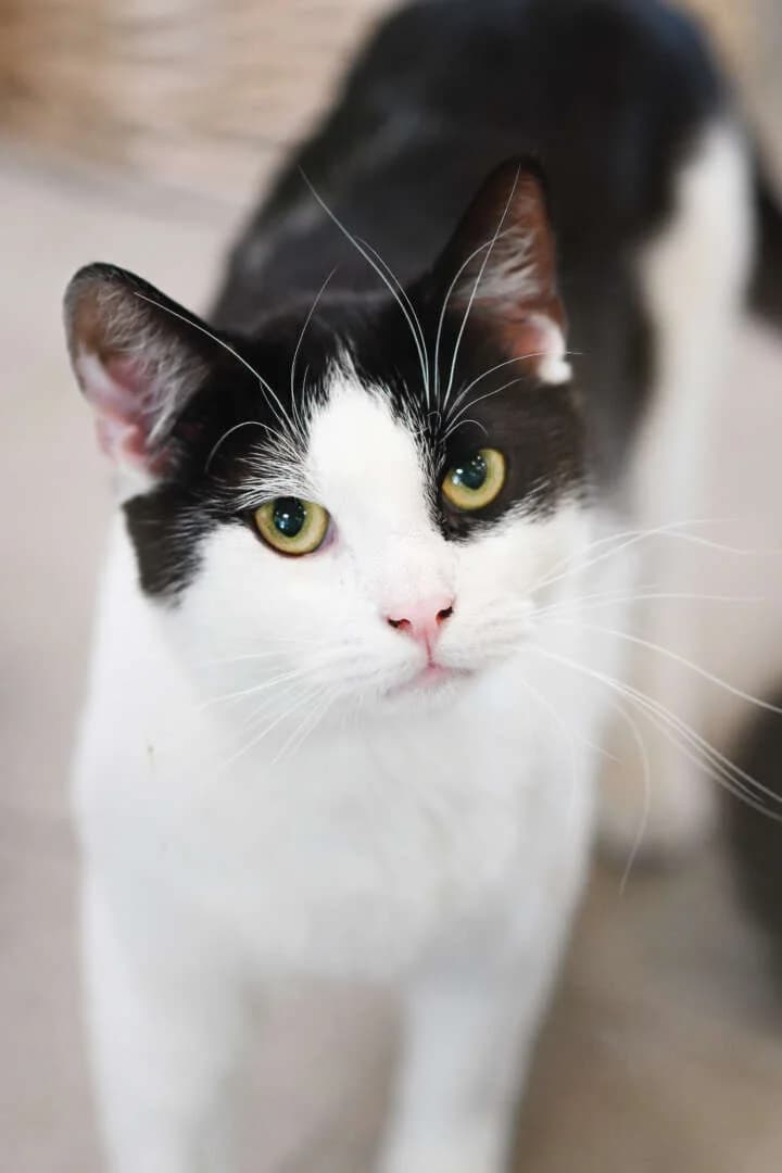 Chess, male 5yo European Shorthair for adoption at Tierheim Berlin, Berlin