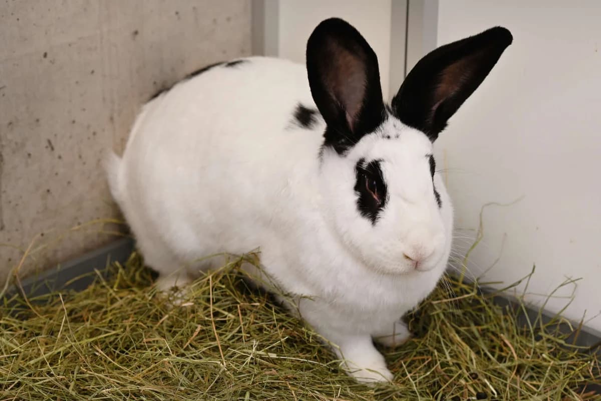 Darius & Mereties, male young mixed breed for adoption at Tierheim Berlin, Berlin