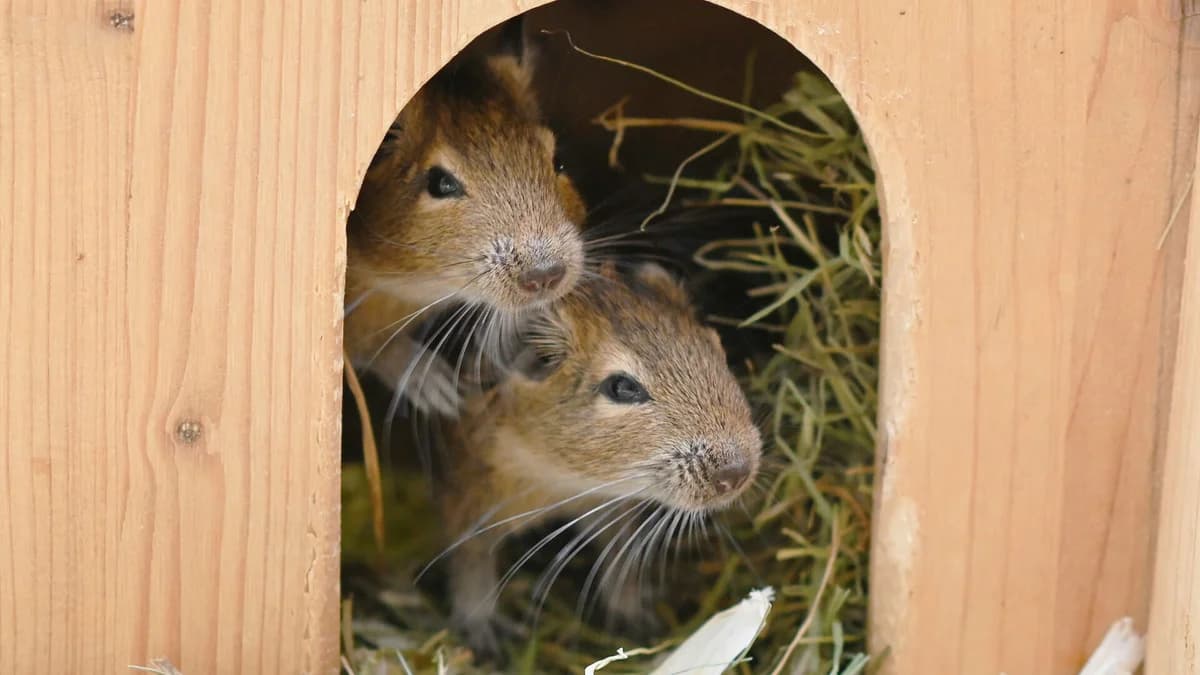 Degu-Gruppe (m), male 4yo Degu for adoption at Tierheim Berlin, Berlin
